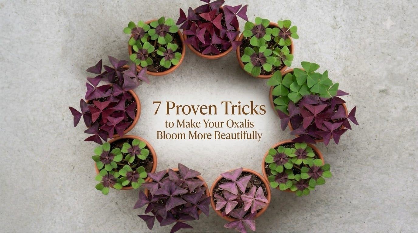 7 Proven Tricks to Make Your Oxalis Bloom More Beautifully