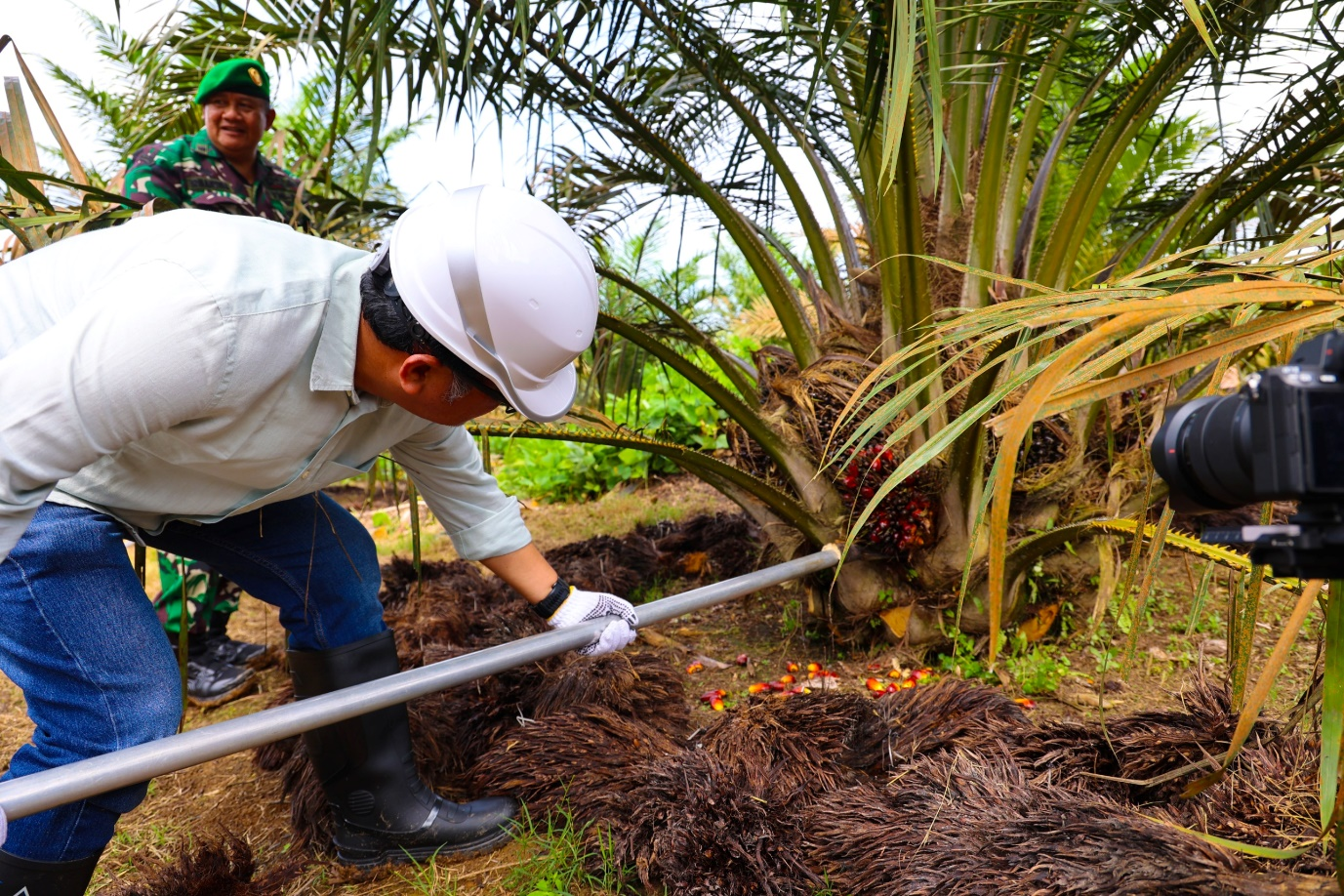 Usia 30 Bulan, Produktivitas Sawit Muda Regional 3 PTPN IV Di Atas Standar Nasional