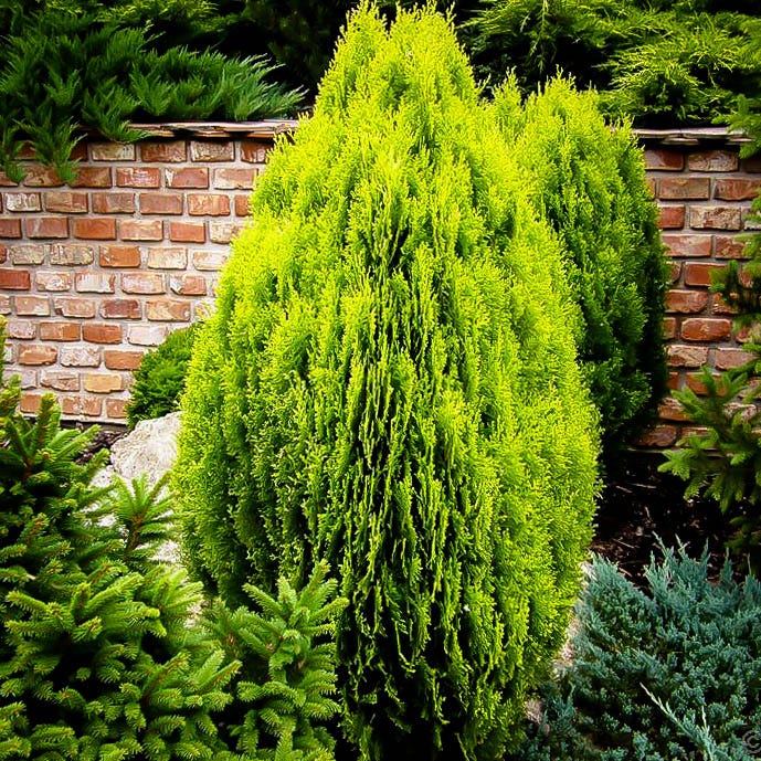 Thuja Green Giant Guide | by Michelle Pullman | Medium