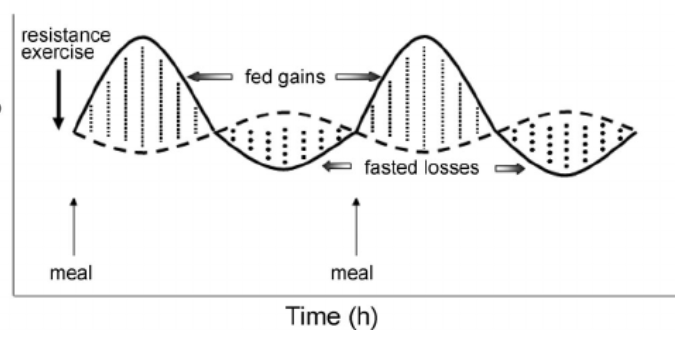 Is Muscle Protein Synthesis the Same as Muscle Growth?