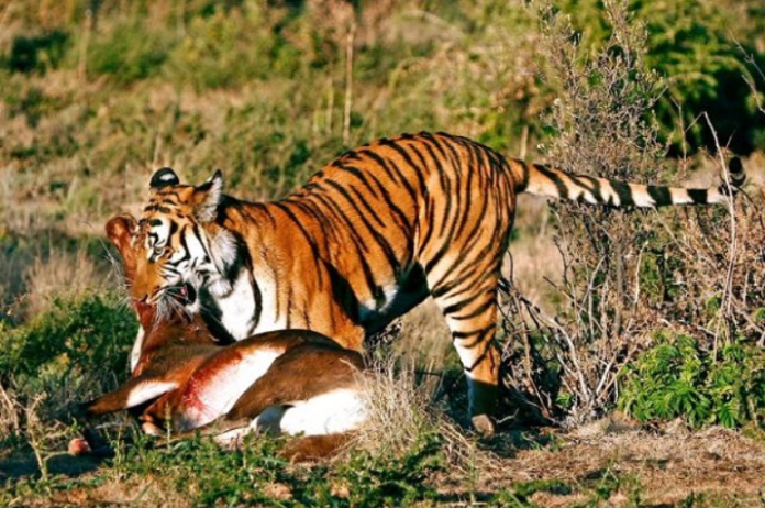 3 years of 'Bengal Tiger': Let's reminisce its glorious facts