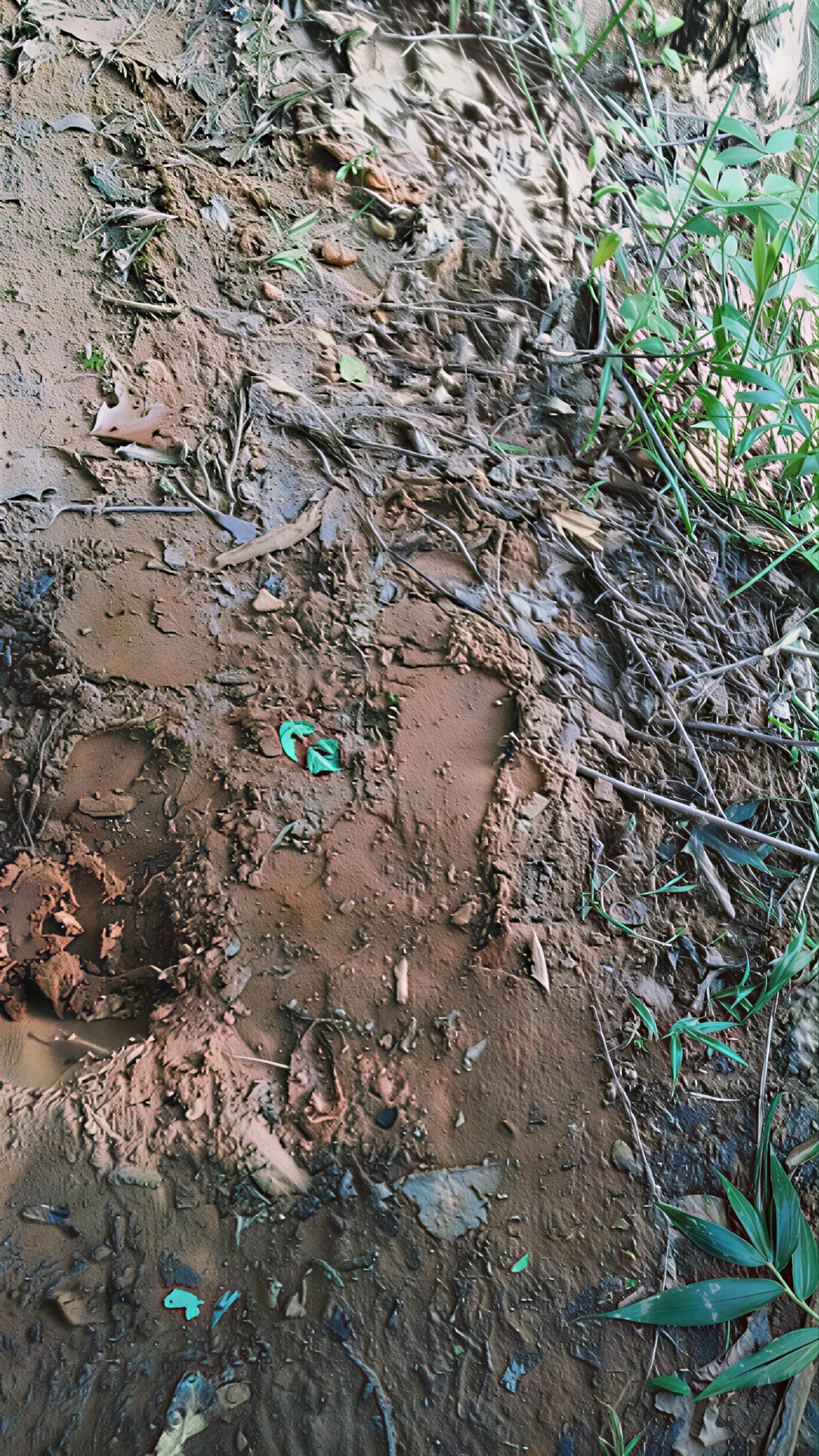 The Real Owners of Killough Creek: The Day Sasquatch Let Us See Their Home