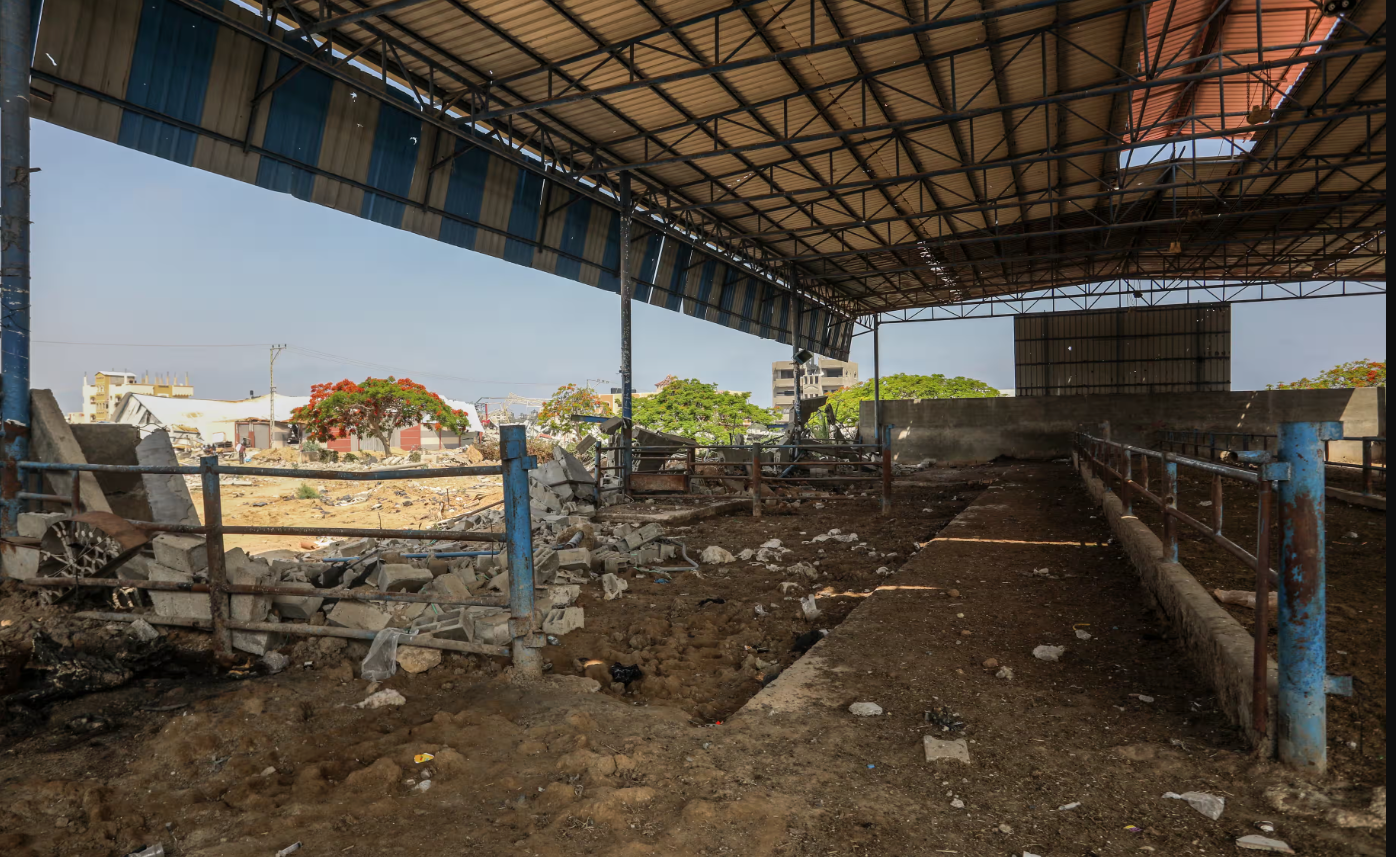 Farming Under Fire: A Story of Loss and Resilience in Gaza