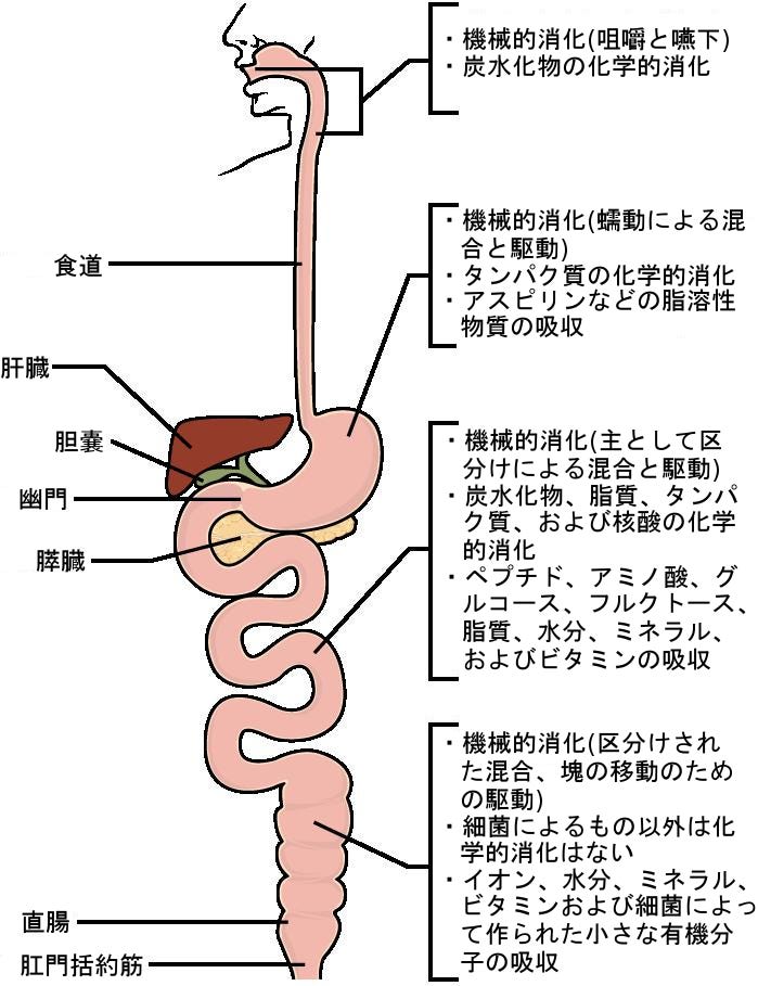 生物学 第2版 — 第34章 動物の栄養摂取と消化器系 —. Japanese