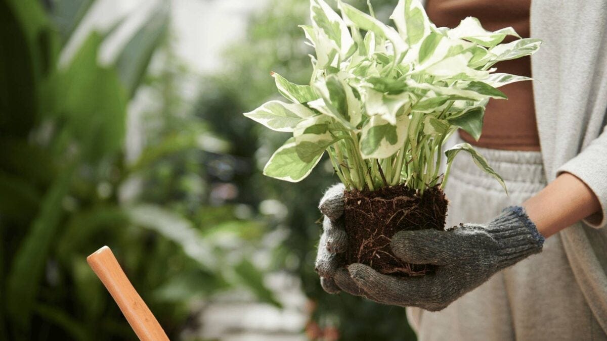 Do Pothos Need Drainage: Answer + Ridiculous EASY Solutions | by Davin  Eberhardt | Medium