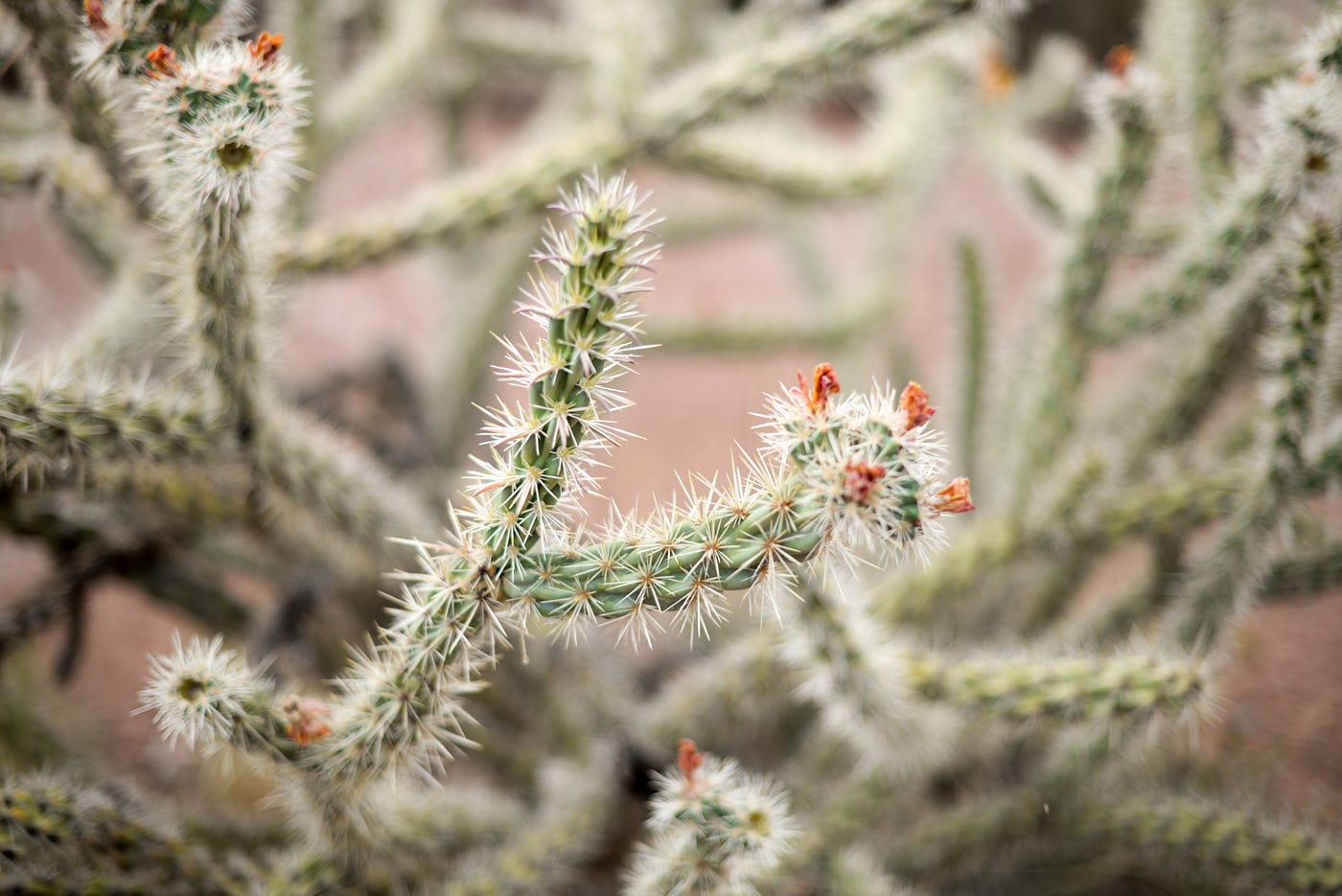 What is common between a cactus and a relationship? | by Dhruv Noatay |  Everything Around The Sun (E.A.T.S.) | Medium