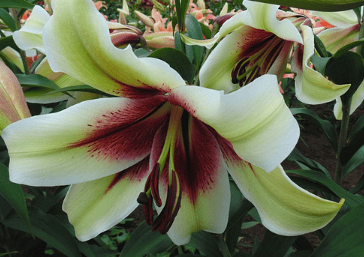 Lilium Zeba