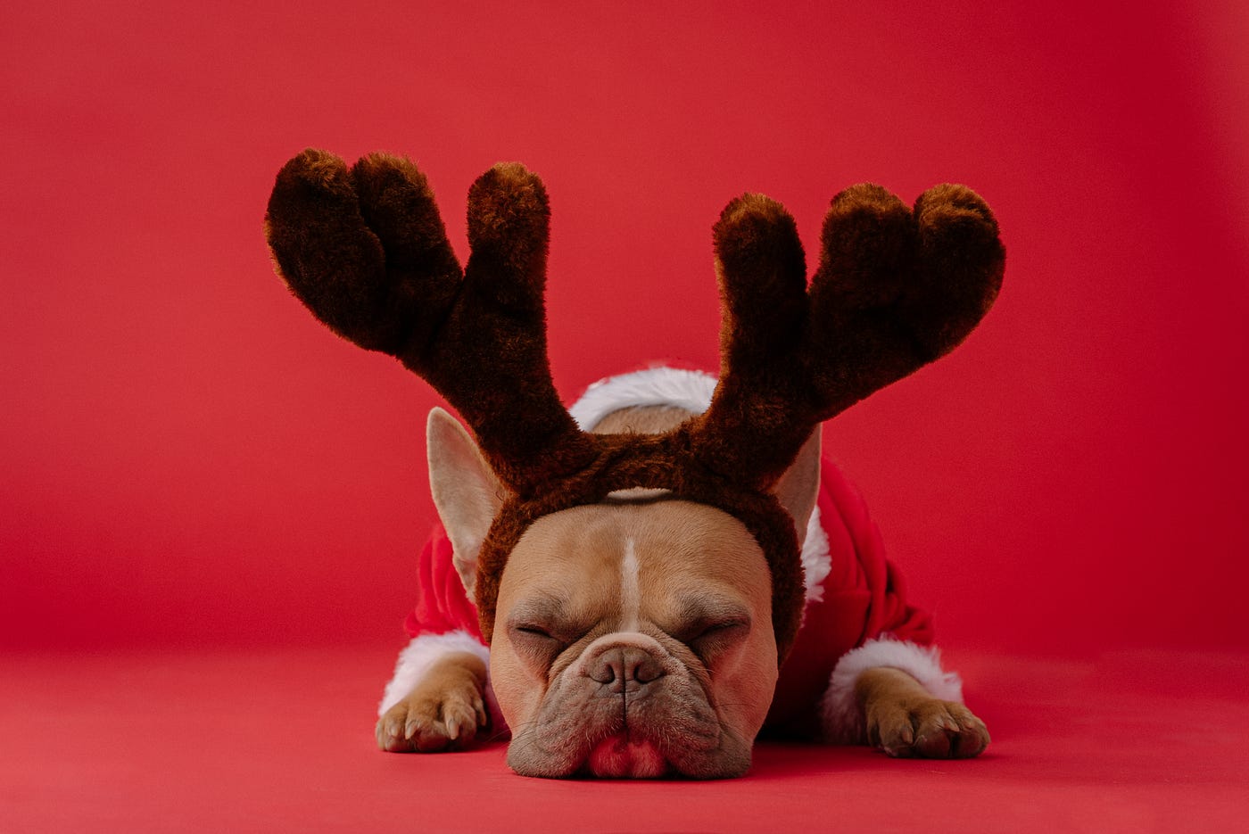 Dog subscription box india sale
