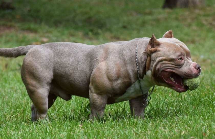 AMERICAN BULLY BREEDING THE BEST POCKET BULLY PUPPIES FOR SALE