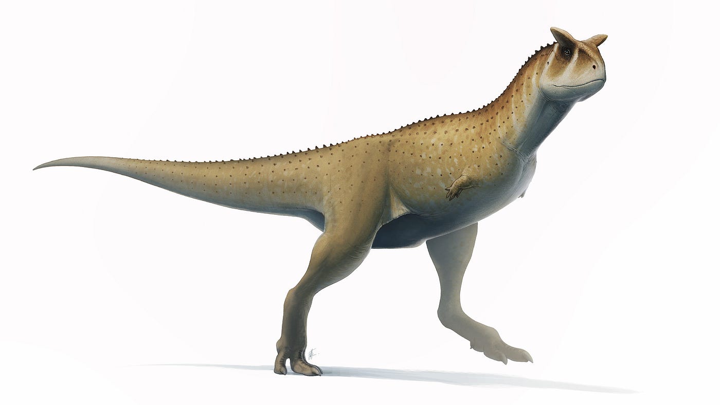 An abelisaurids dinosaur with tiny forelimbs, Carnotaurus sastrei. Credit: Wikimedia commons