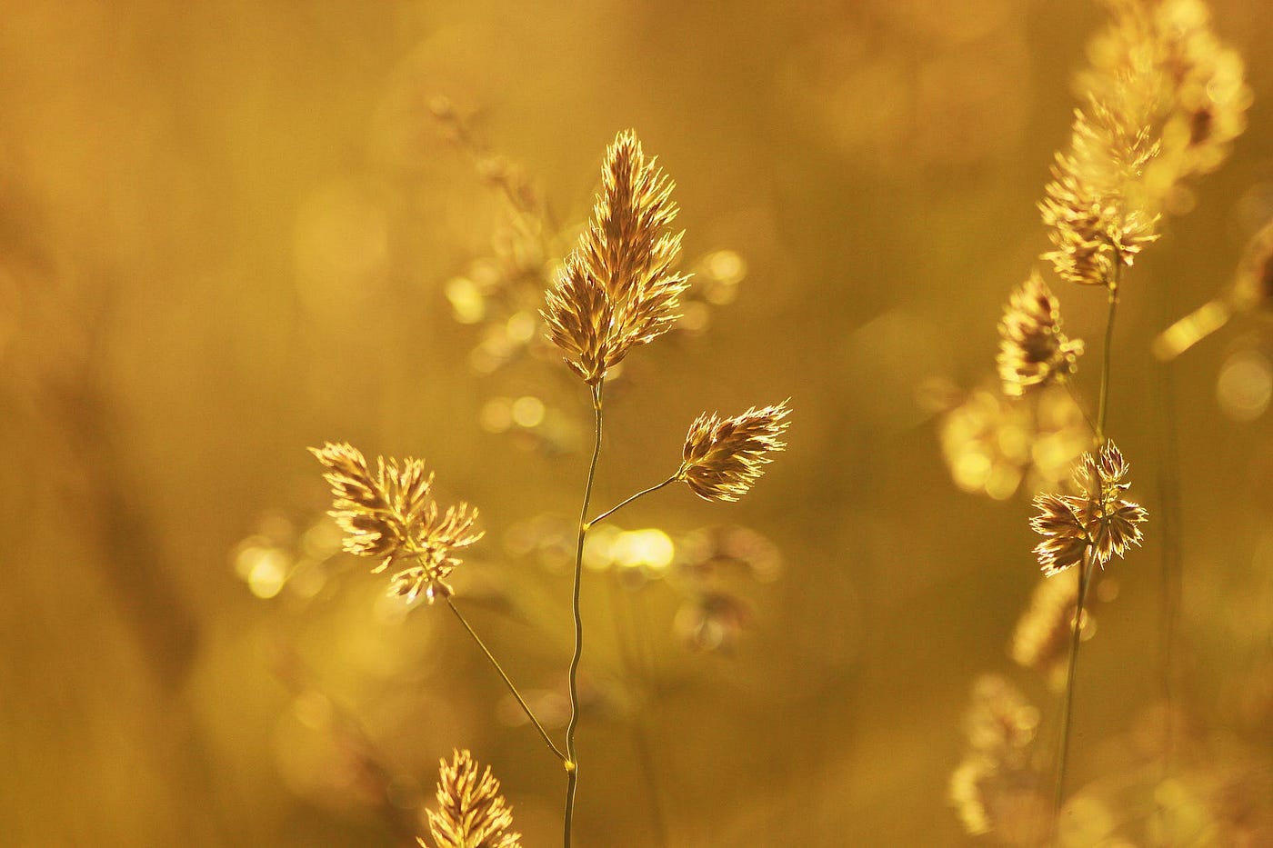 Harmony in Duality: Exploring the Concept of Balance in Sanatana Dharma