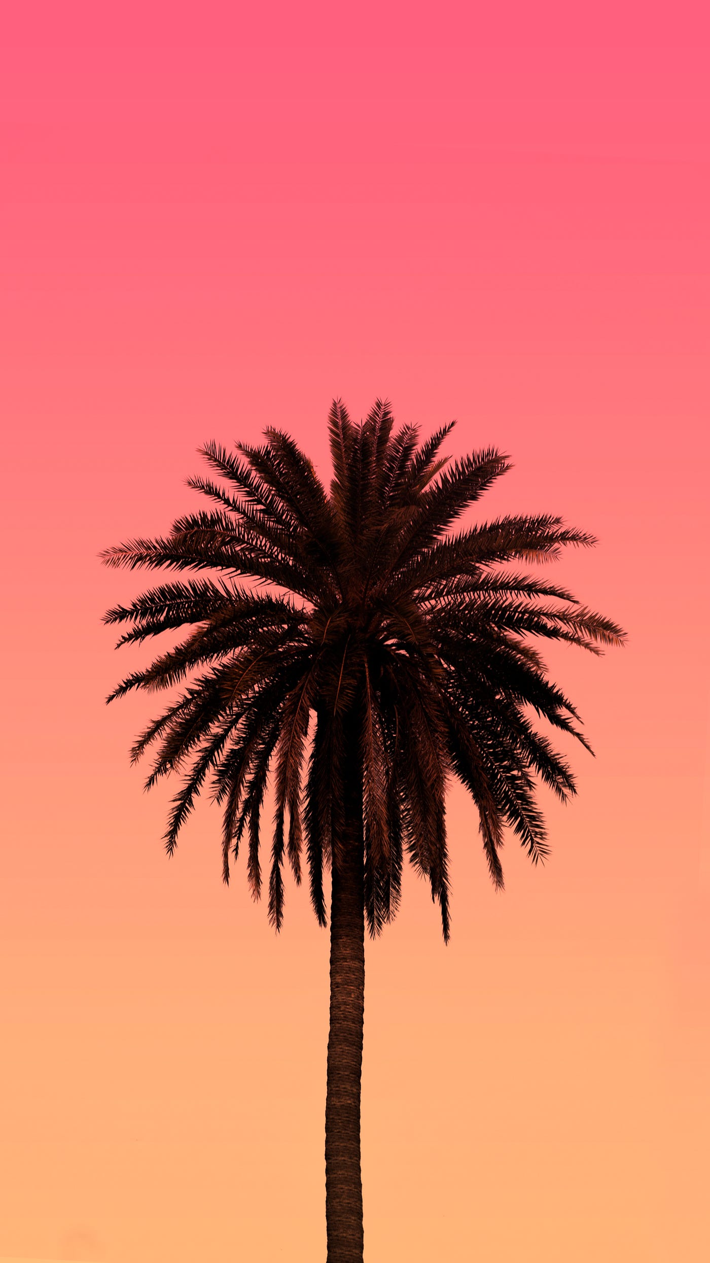The Wisdom of a Palm Tree. How to endure the storms of life | by Johnny  Hughes | Medium, image size:1400x2489