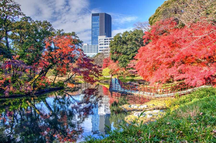 Experience the Beauty of Fall Under Ginko Avenue's Golden Canopy – HOKKAIDO  LOVE!