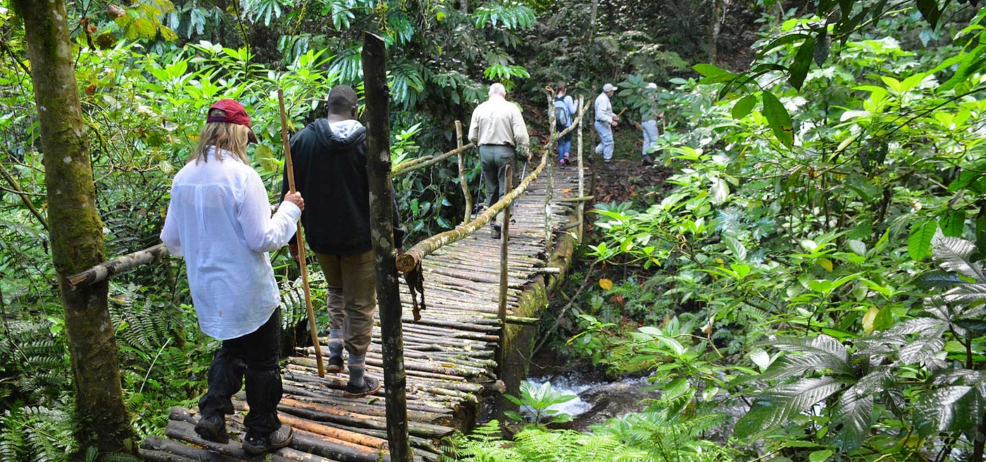 Is Gorilla Trekking Safe?