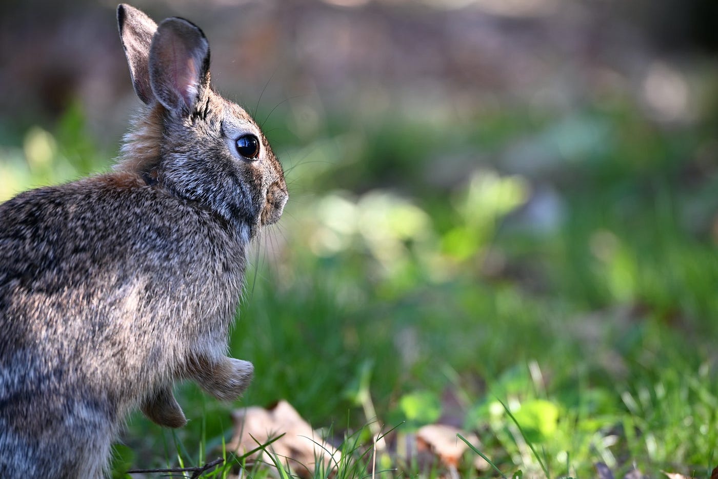 Marsh Rabbit  Outdoor Alabama