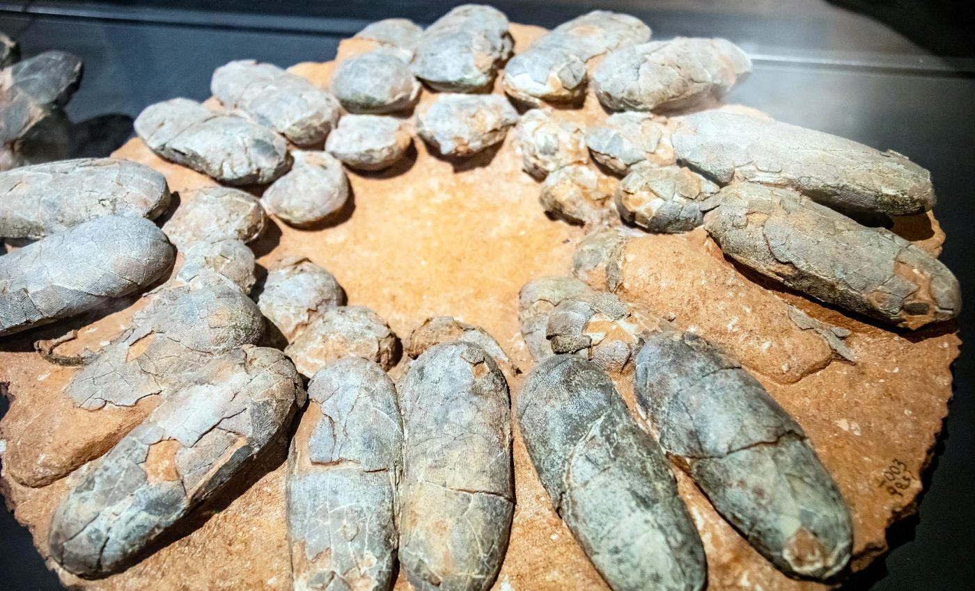 Did Oviraptorid Dinosaurs Brood Like Birds? New Experiments Finally Have an  Answer | by Sandee Oster | Fossils et al. | Medium