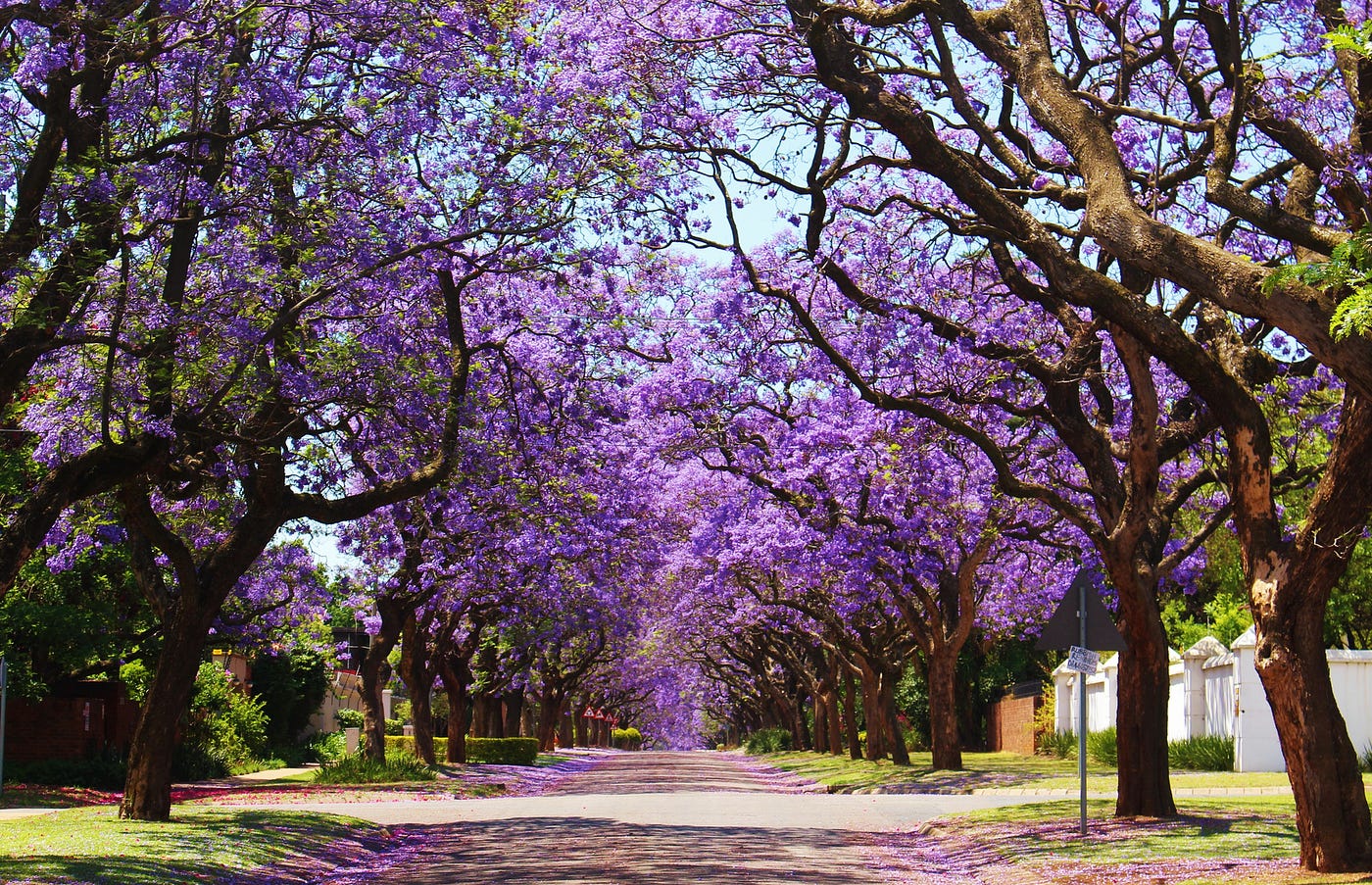 Most Beautiful Tree Species