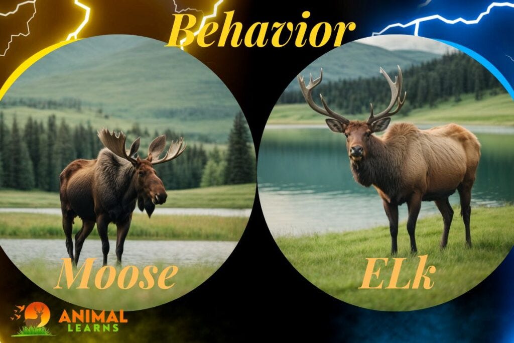 Comparison moose sale size