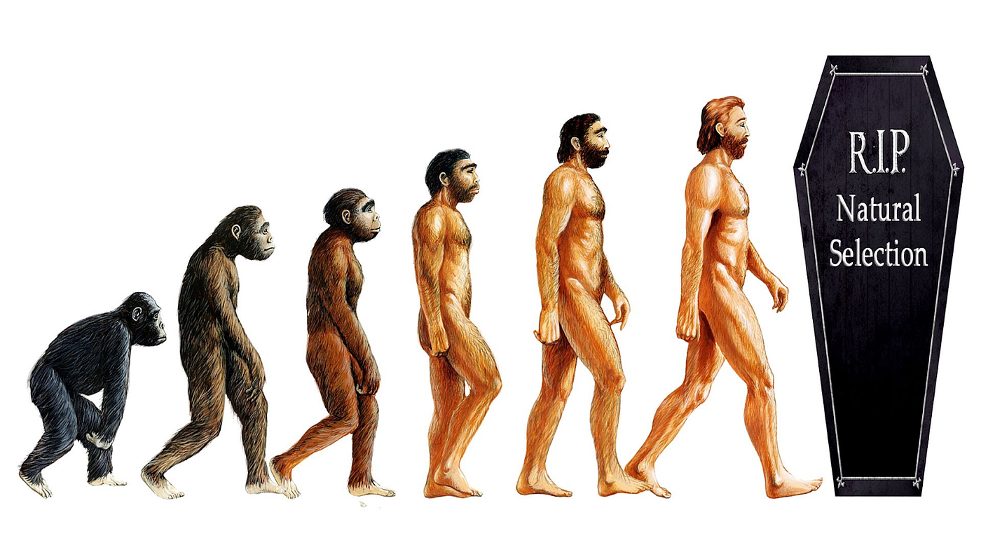 humans evolve