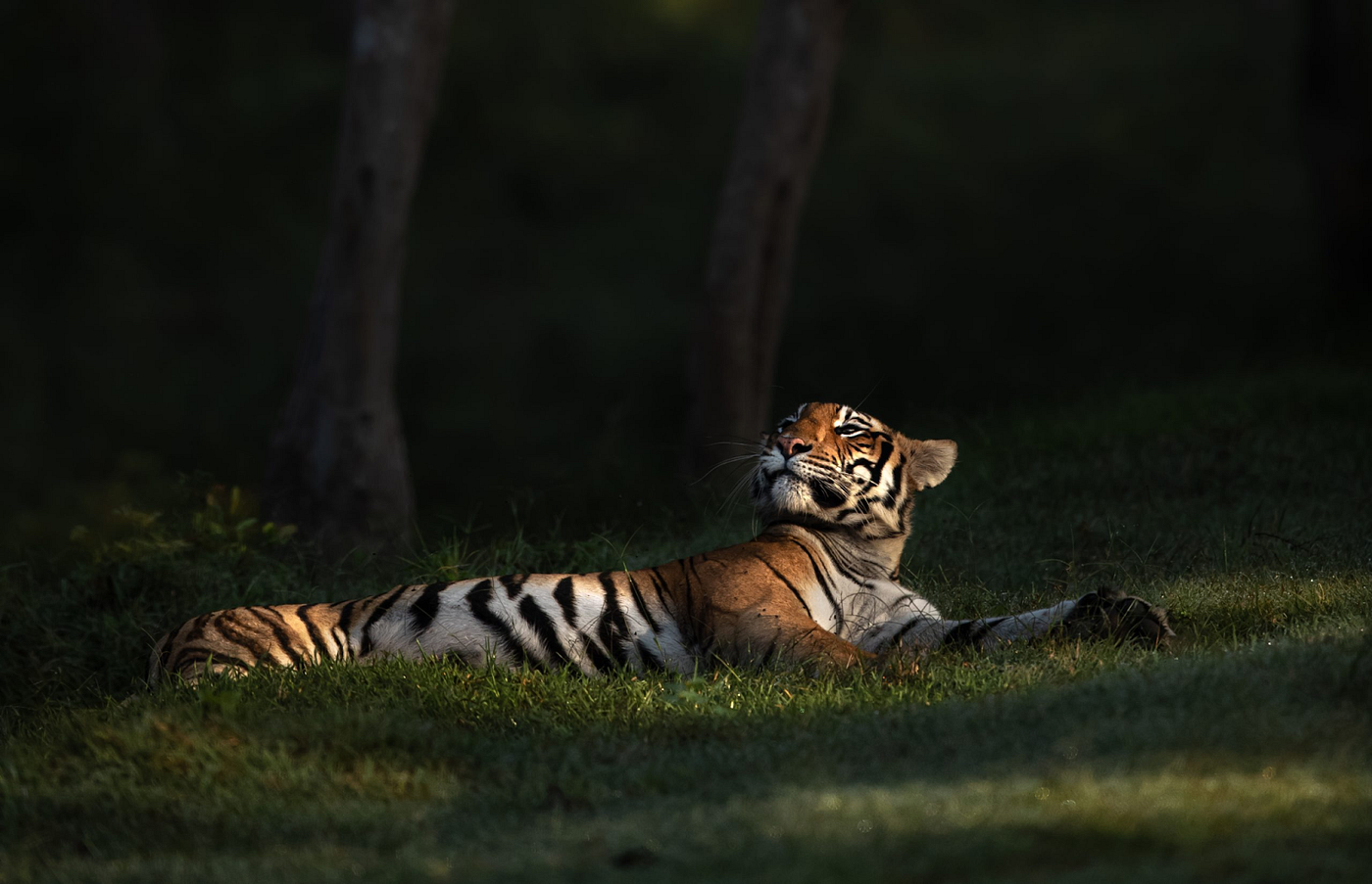 Bengal tigers: unsung heroes of the Sundarbans Mangroves