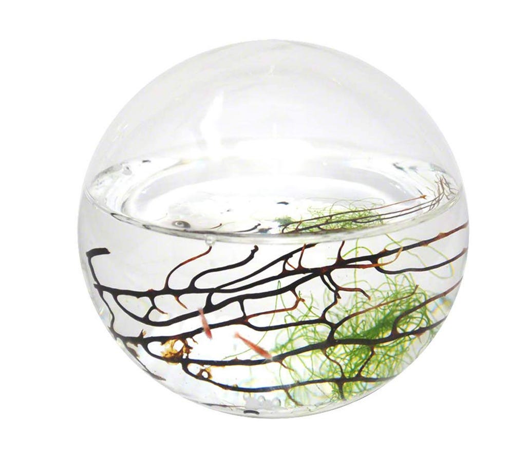 EcoSphere Closed Aquatic Ecosystem, by Abby Gibbard