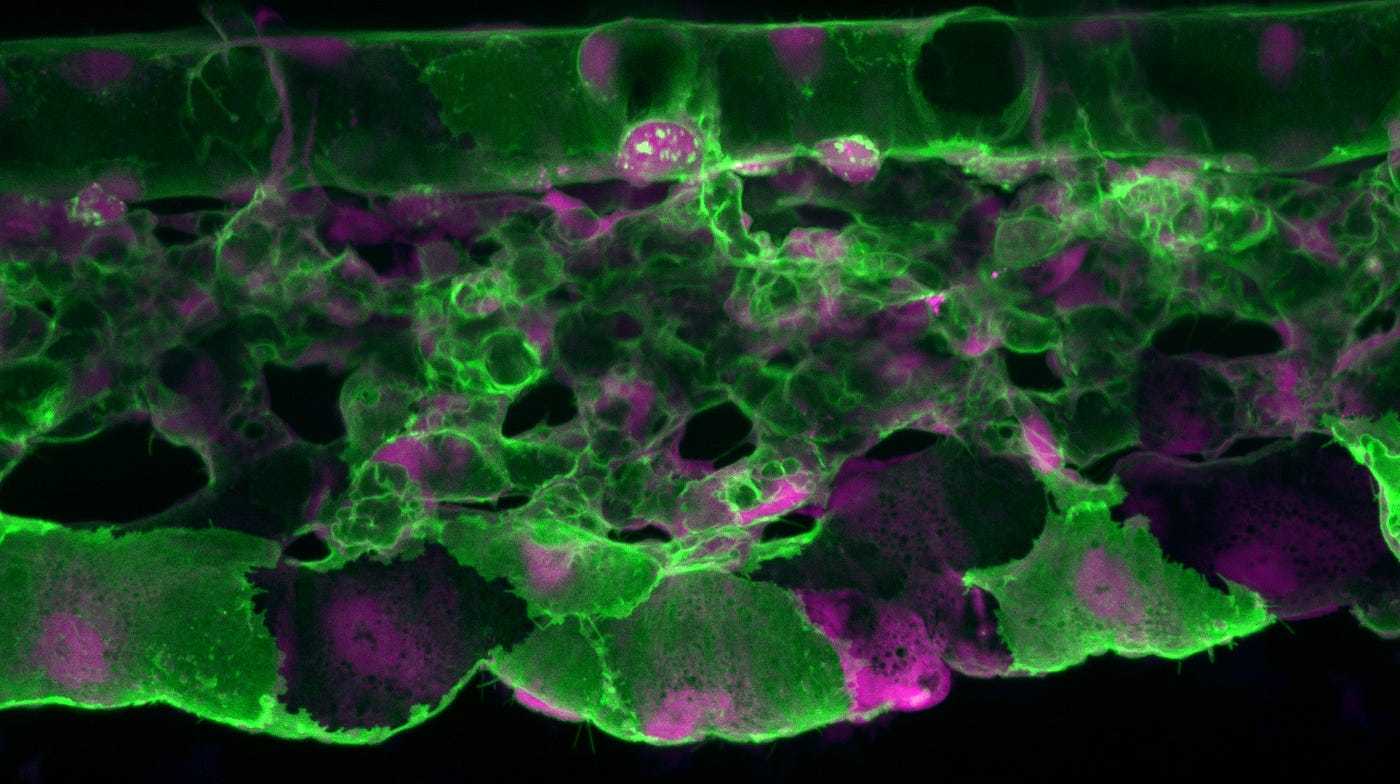 Emerging blood and immune cells
