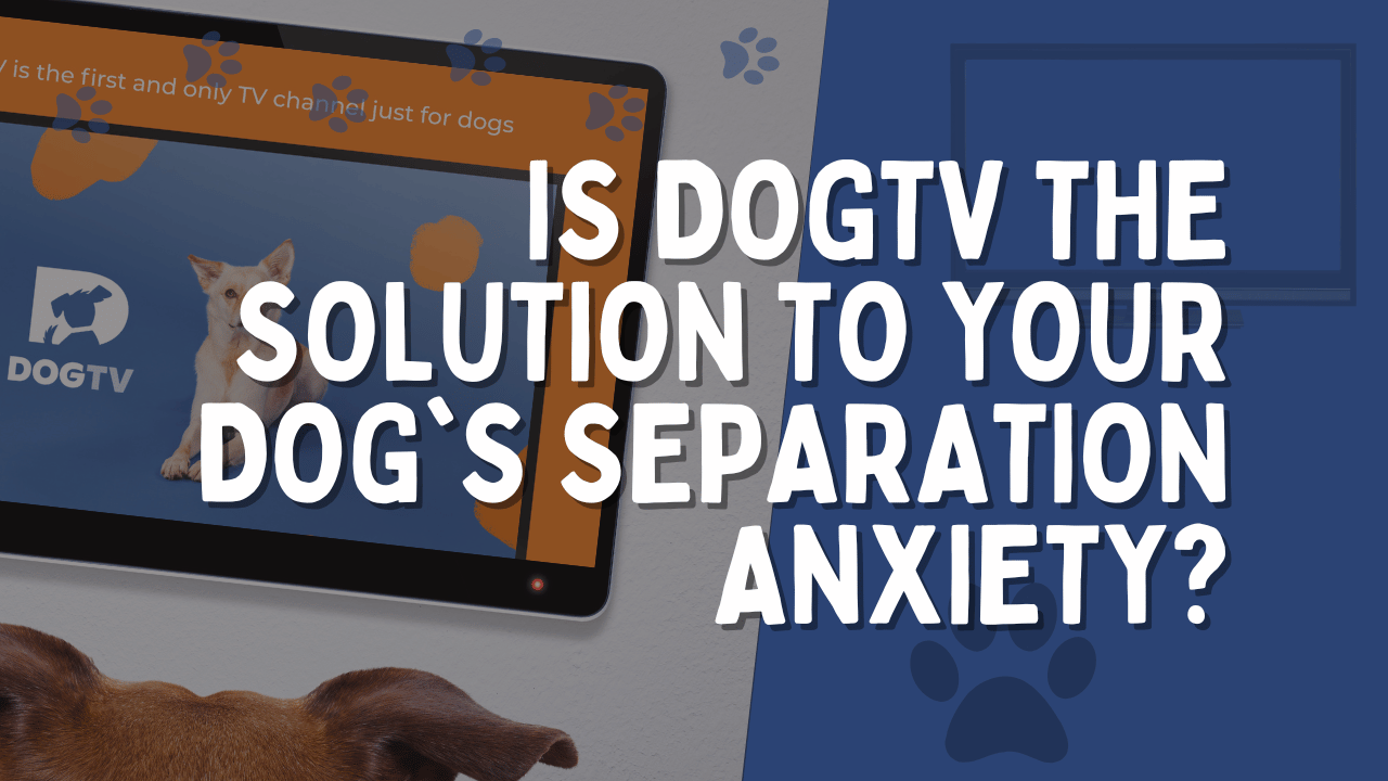 Dogtv best sale