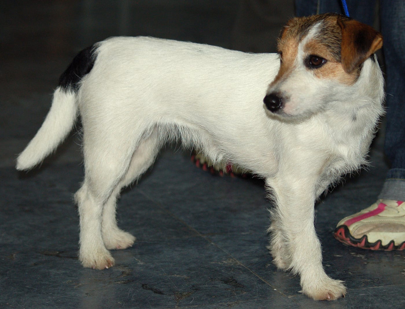 puede un zorro matar a un jack russell