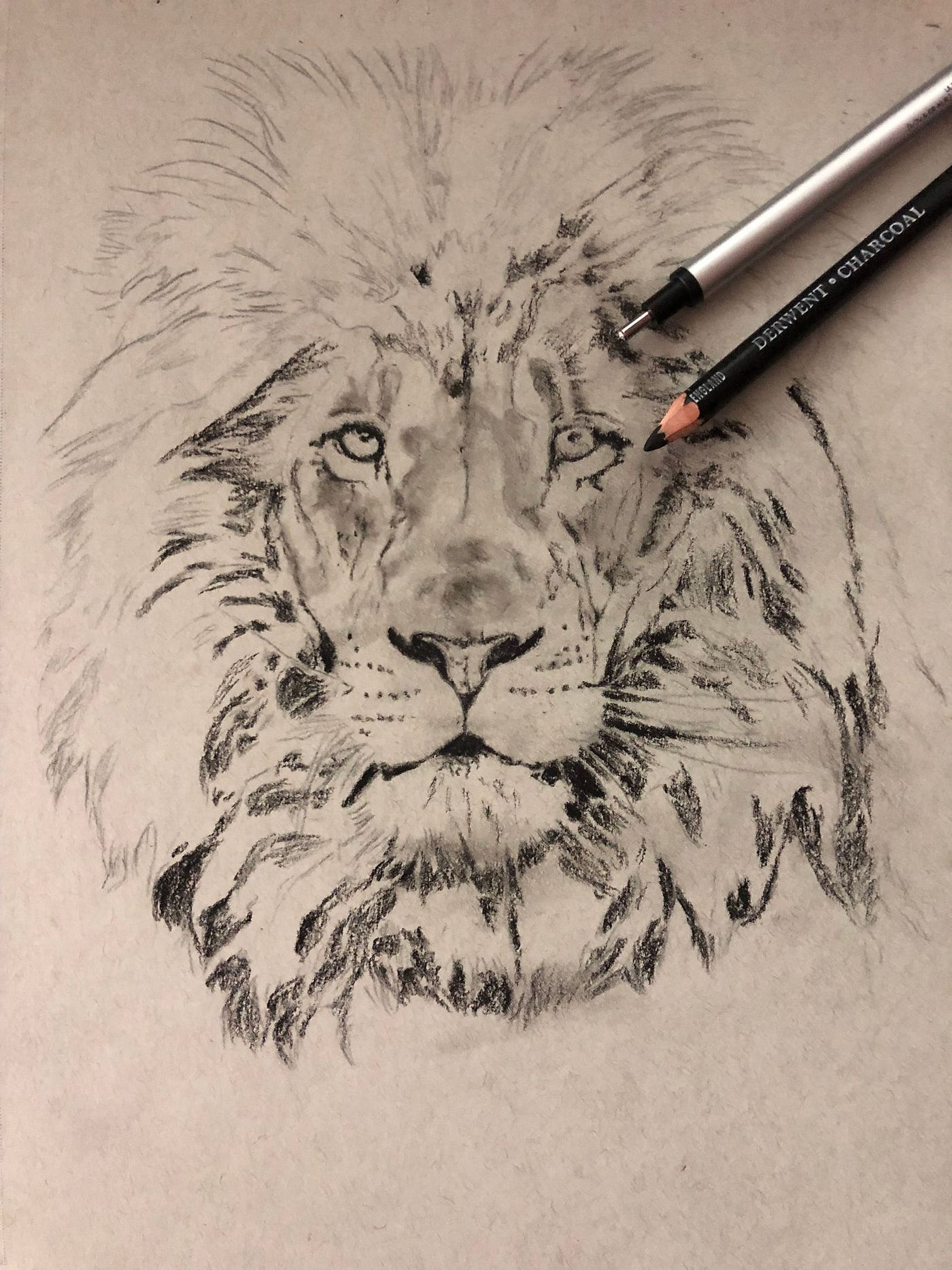 Creative minds - white charcoal pencil drawing . THE LION
