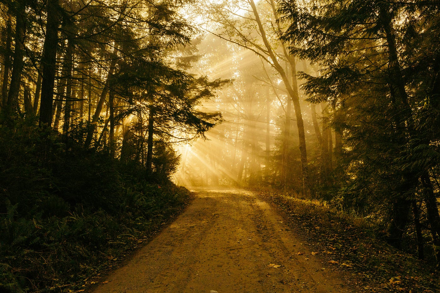 Photo by Patrick Fore on Unsplash