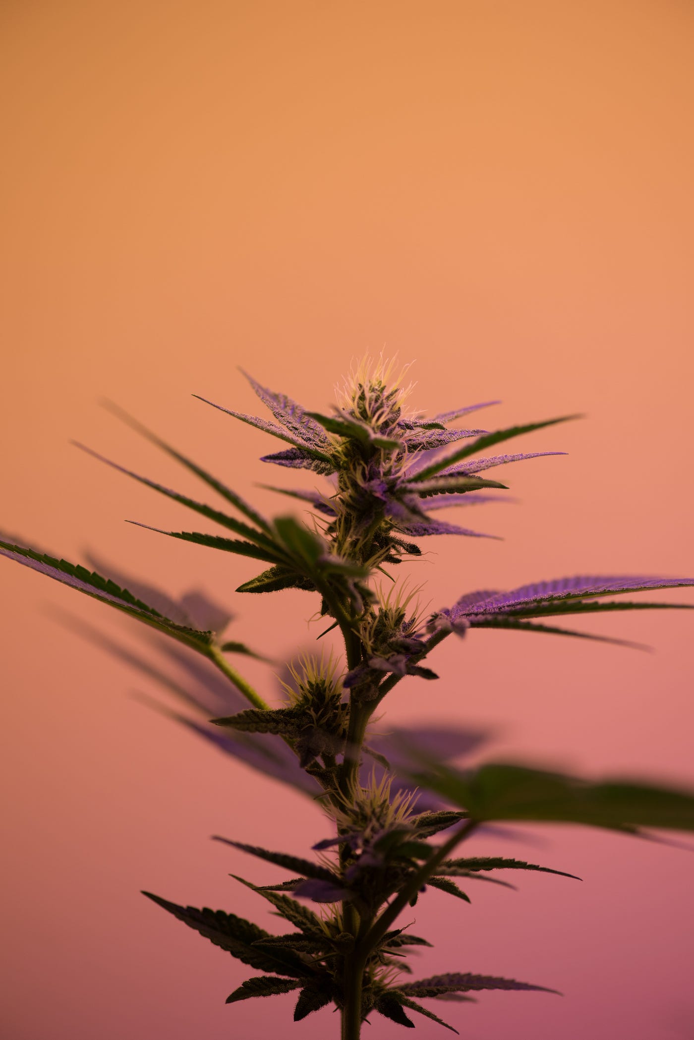 A marijuana plan, with purple flowers. Overdose is also possible with edible cannabis (though an overdose on cannabis is rarely fatal). Users taking it by mouth may not notice any effects for up to two hours. They may then ingest more, thinking they need a higher dose, and take too much.