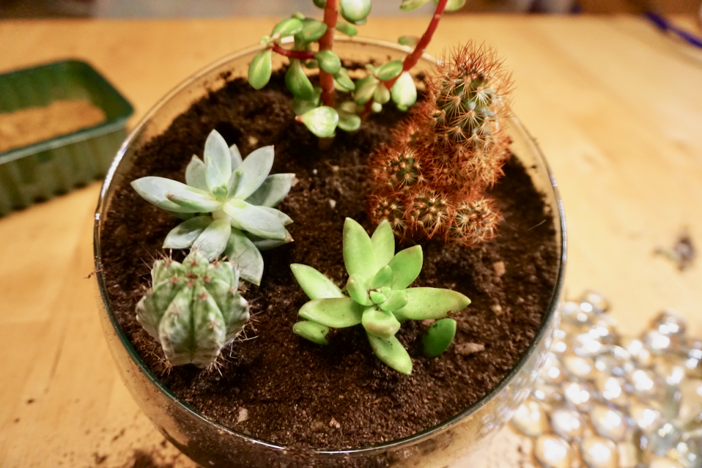 How to Make a Desert Terrarium (Step-by-Step) + Ideas - Terrarium Tribe