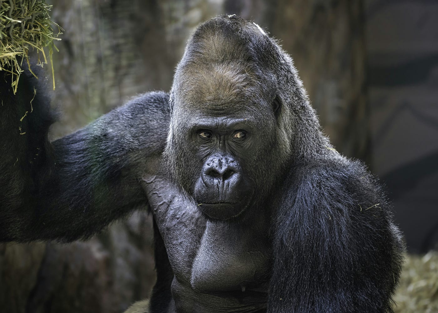 Mountain gorilla. Image credit: Greg Gollin (CC0)