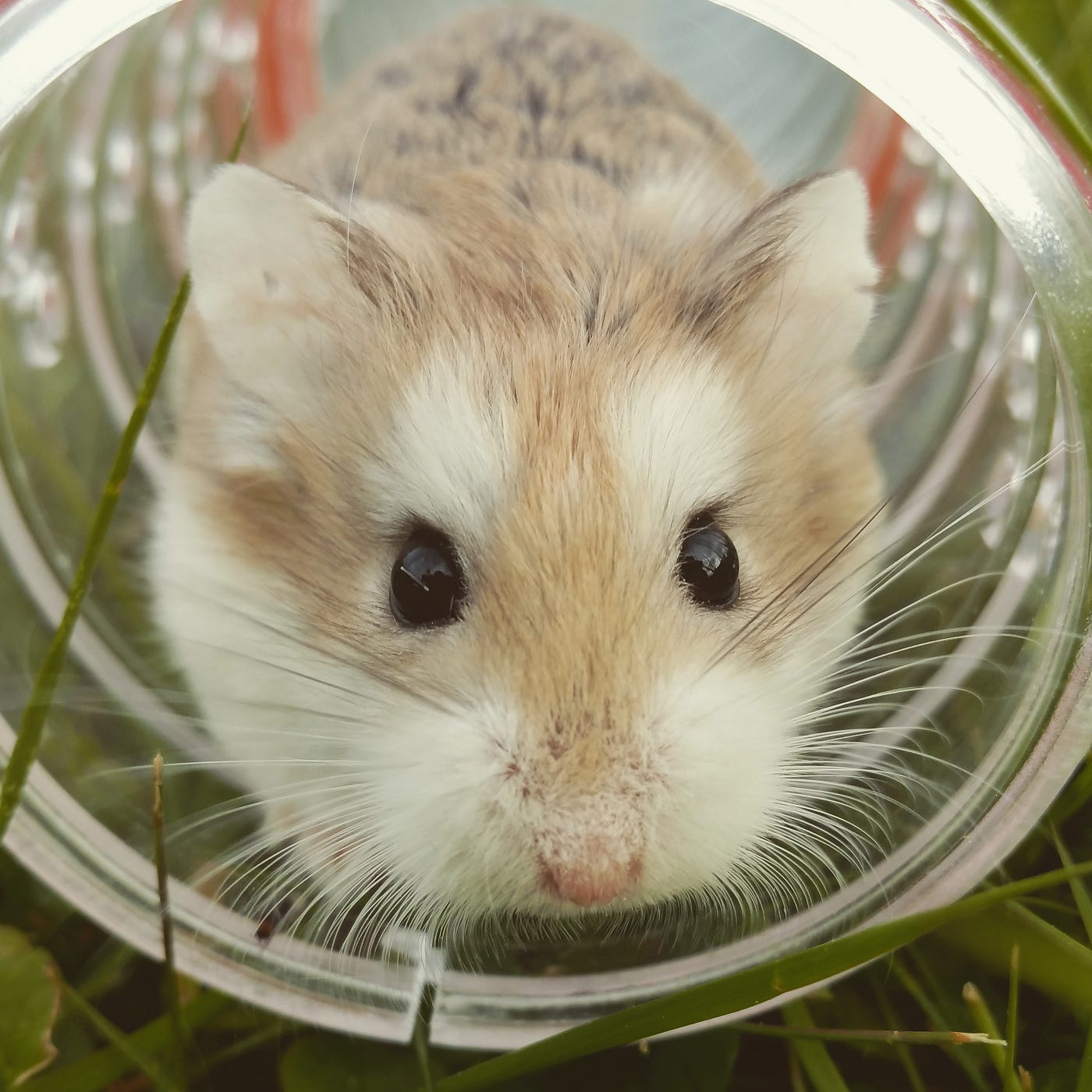 Crypto Trading Hamster Makes Hamster Coins Intriguing | Medium