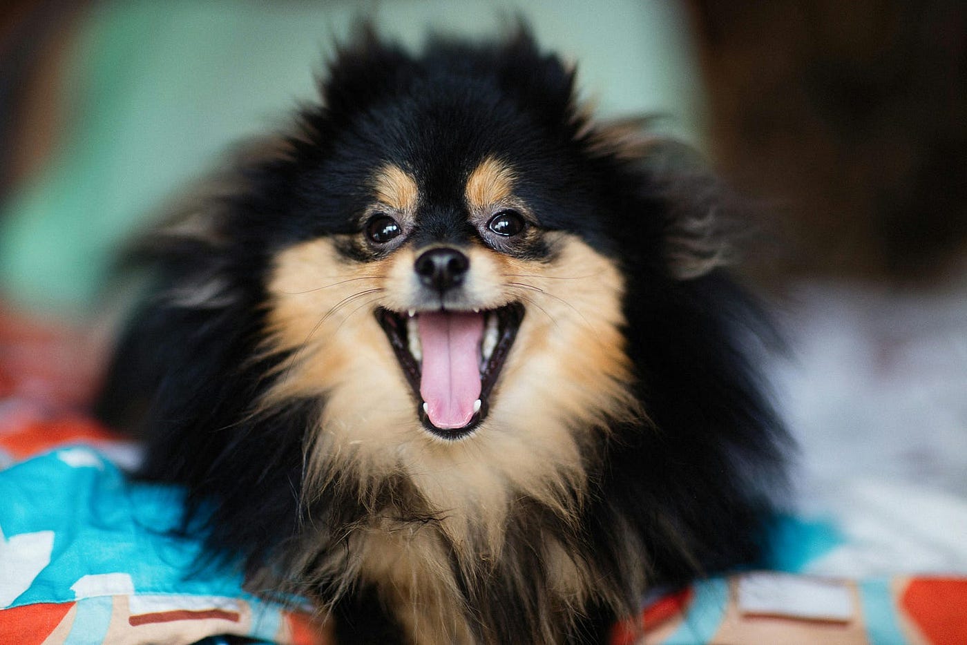 Pomeranian Sticking The Tongue Out Isolated On White Stock Photo - Download  Image Now - iStock, image size:1400x934