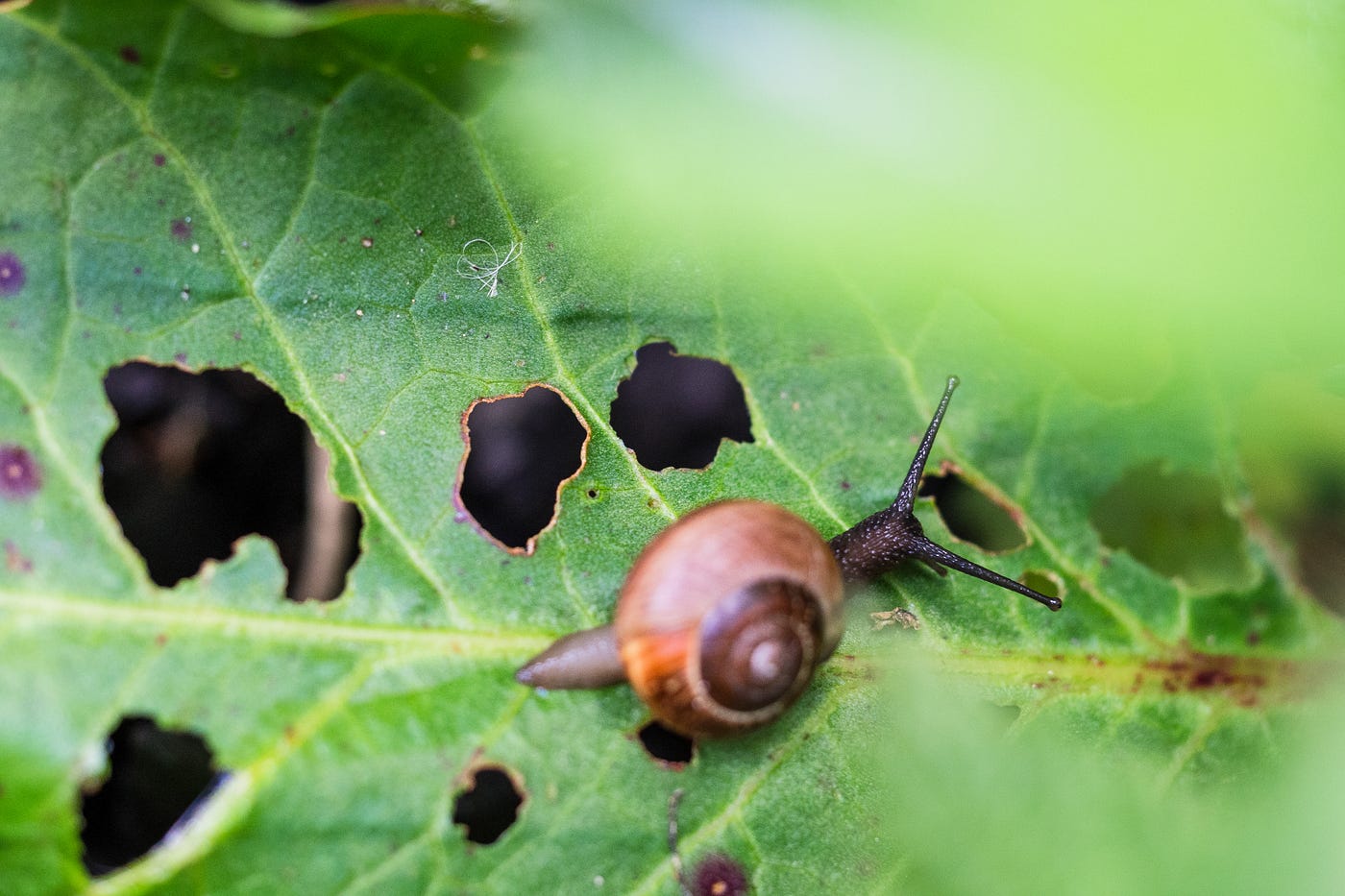 do slugs eat tobacco plants Snails and Slugs Love Your Garden. Here's How to Protect Your Plants from  Them. | by Claire Splan | Garden to Table