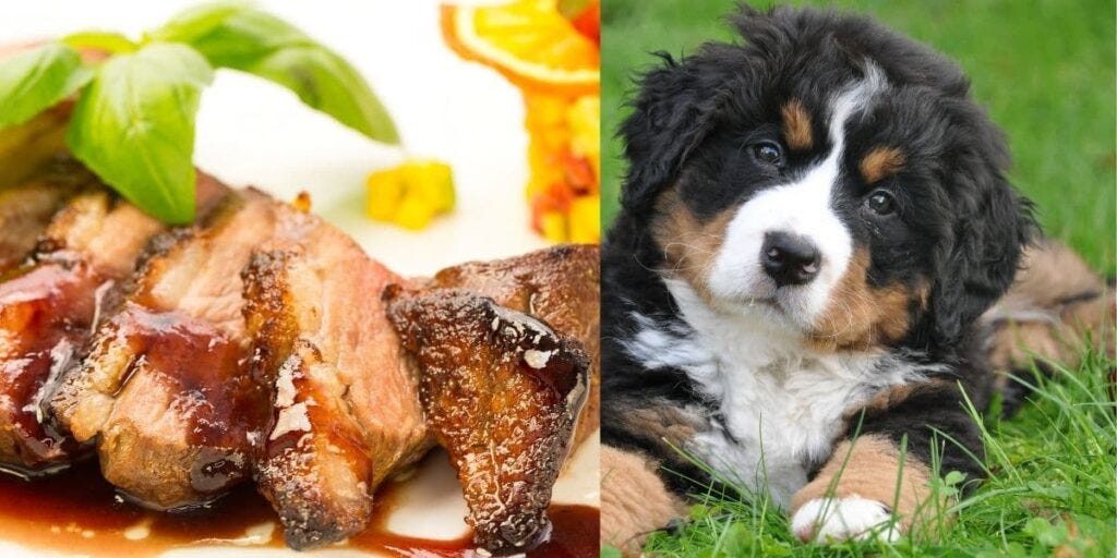 Can dogs shop eat cooked duck