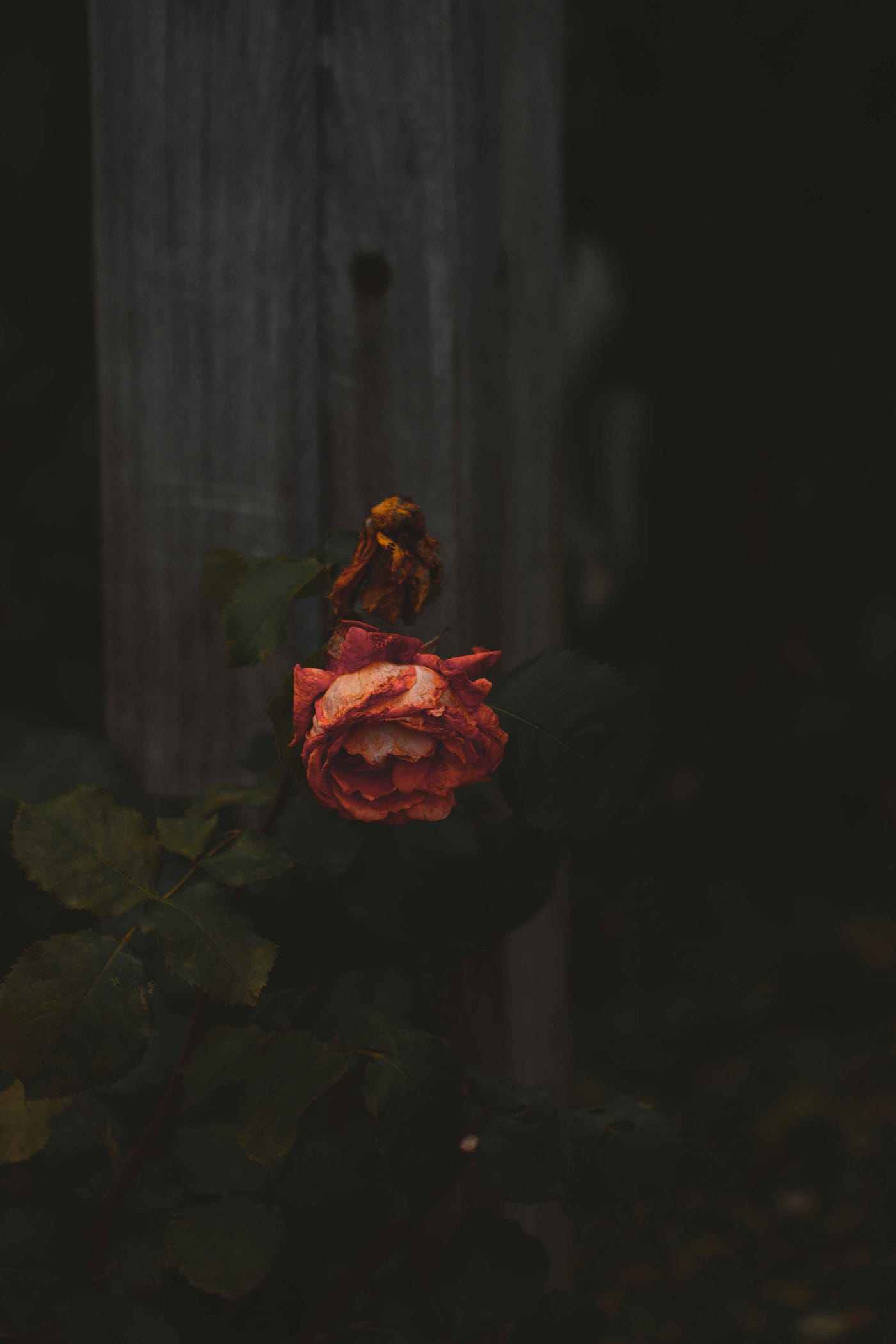 Photo by Mathias Reding on Unsplash