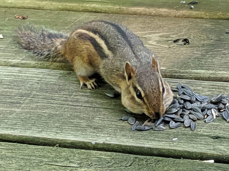 Do Chipmunks Eat Bird Seed? Surprising Facts Revealed!