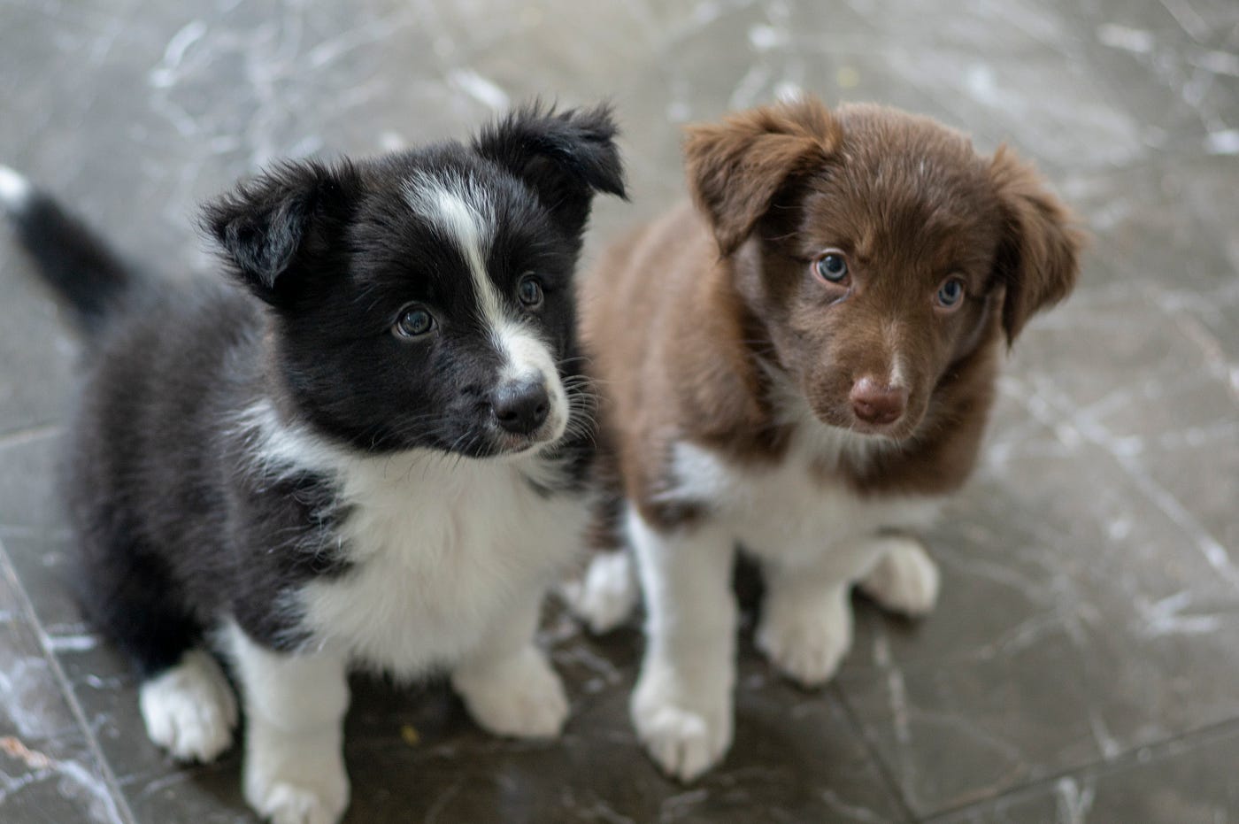 Free border hot sale collie puppies