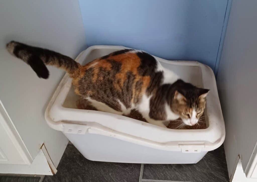When Your Cat Stops Using the Litter Box: 10 Steps to Get Back on Track |  by Susan Nilson | Founder @ The Cat And Dog House | Medium