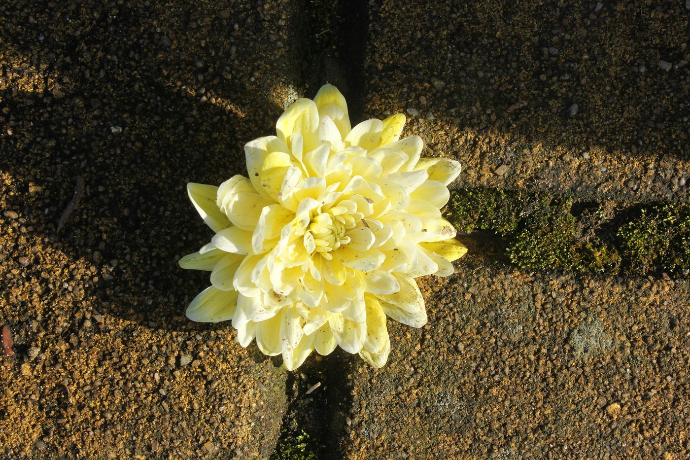 포장도로 사이에서 자라는 아름다운 꽃, 인생의 경이로움 중 하나