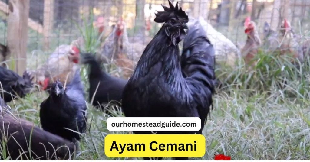Ayam Cemani: Breed Information, Care Guide, Egg Color and More 