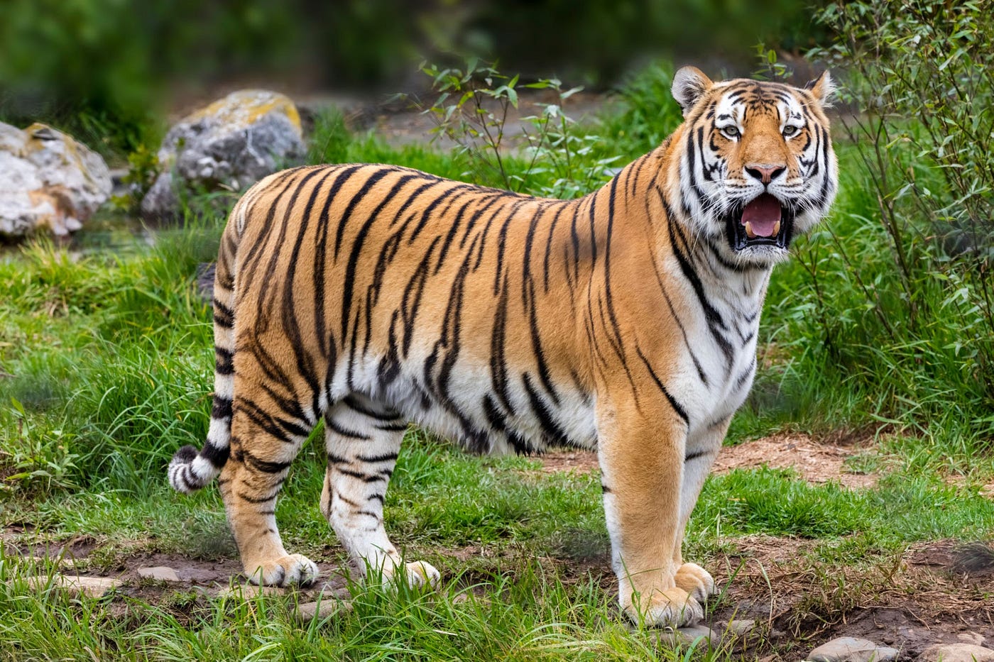 ROYAL BENGAL TIGER. The Royal Bengal Tiger, also known as…