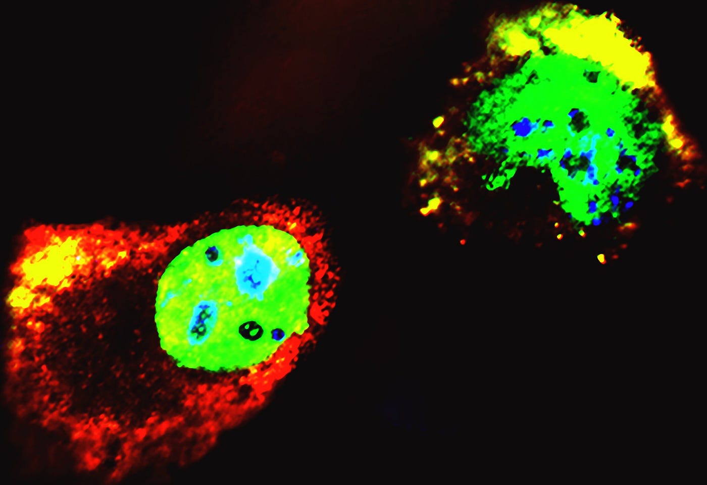 The danger of short p53 proteins