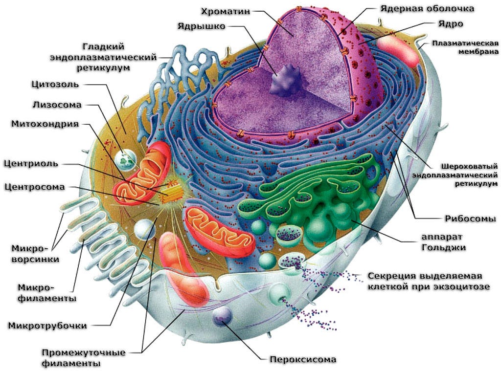 Строение и функции органоидов клетки. | by Вячеслав Украинцев | Medium