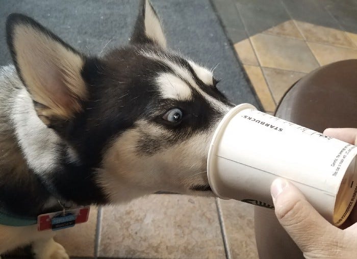 how to keep a husky cool in the heat