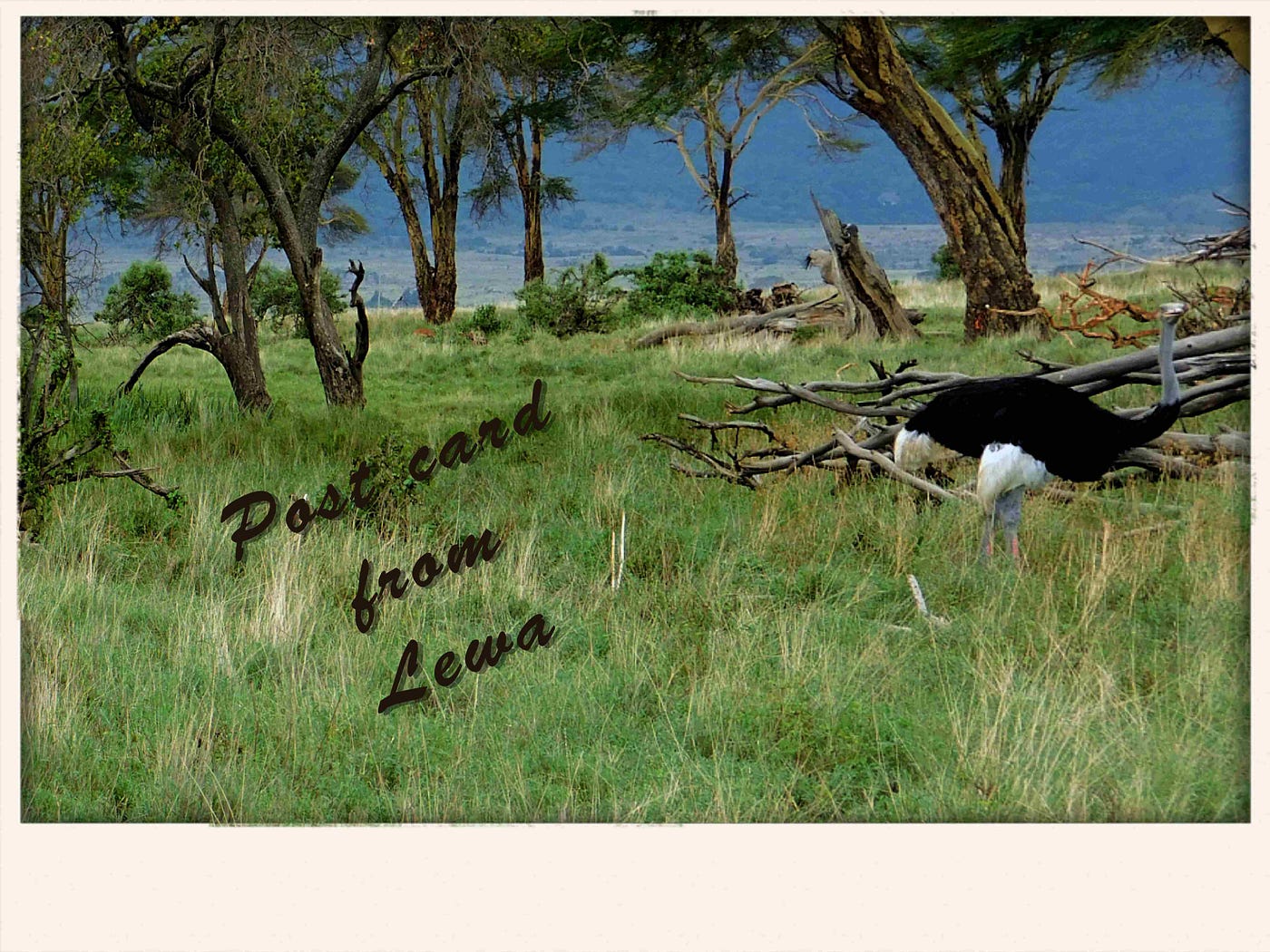 Lewa Wildlife Conservancy: Humans and Wildlife Live in Harmony