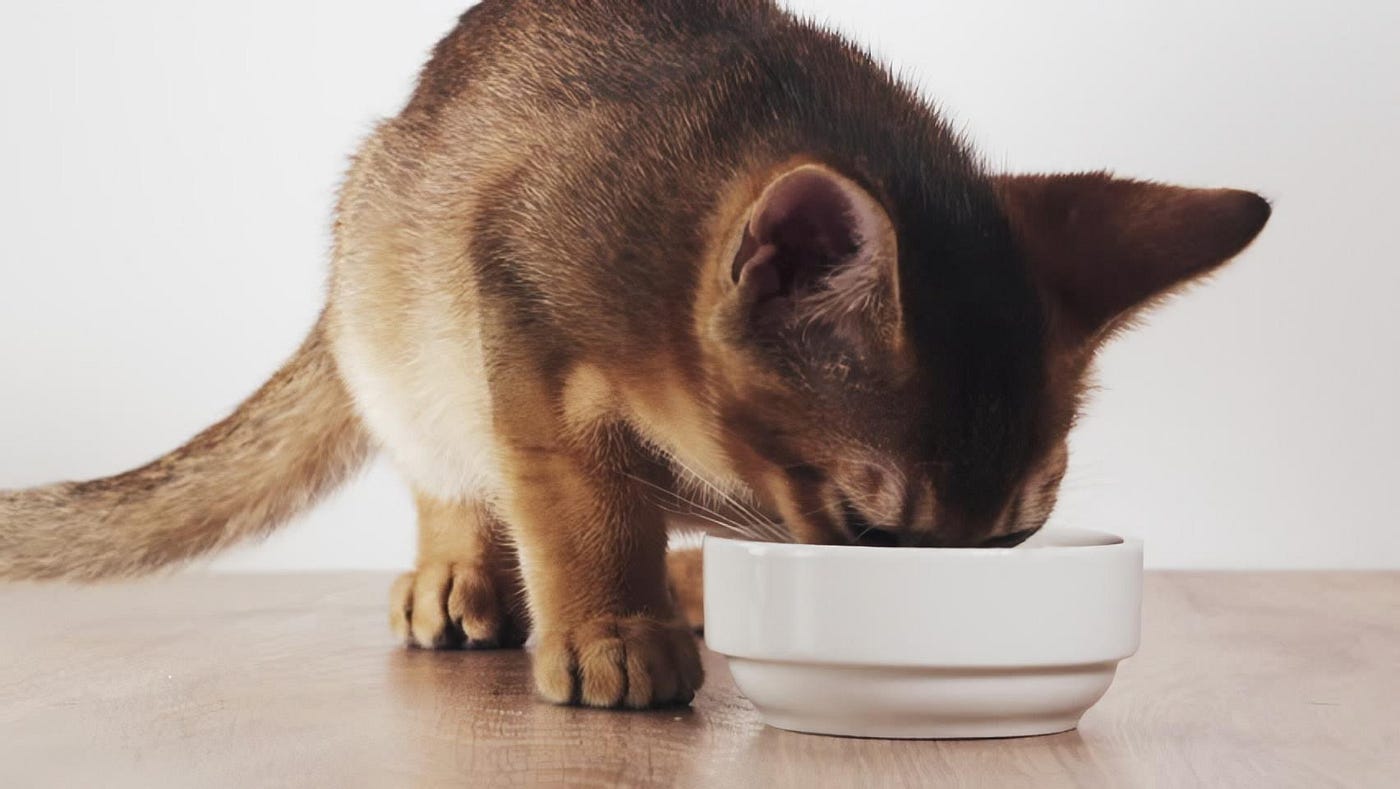 What To Feed An Abyssinian Cat. Feeding Abyssinian cats is usually