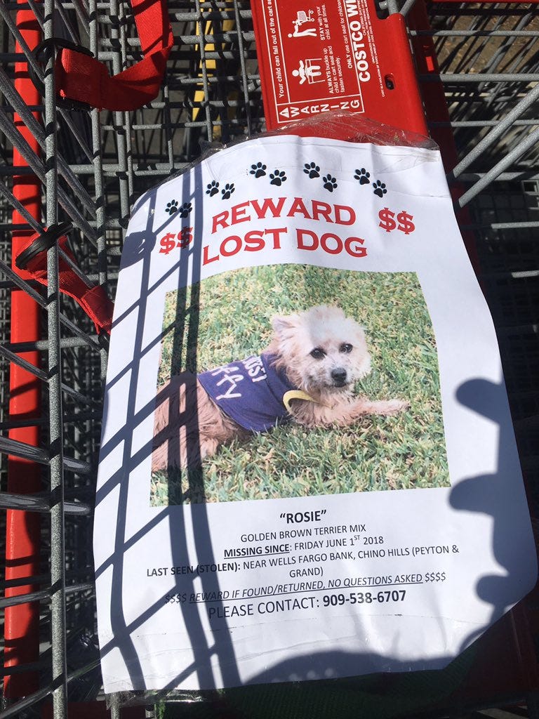 In Pursuit of Pups: The Art of the Lost Dog Poster | by VIRTUE 